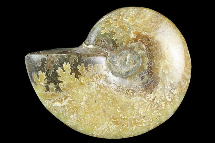 Polished, Agatized Ammonite (Cleoniceras) - Madagascar #119039